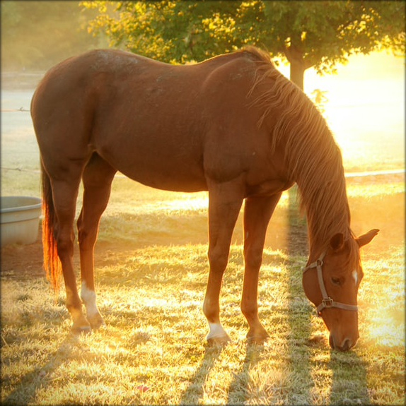 Horse in Golden Lighting | Photo by Sheri Hooley on Unsplash