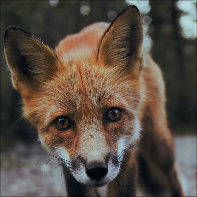 Curious Fox | Photo by Sunyu on Unsplash
