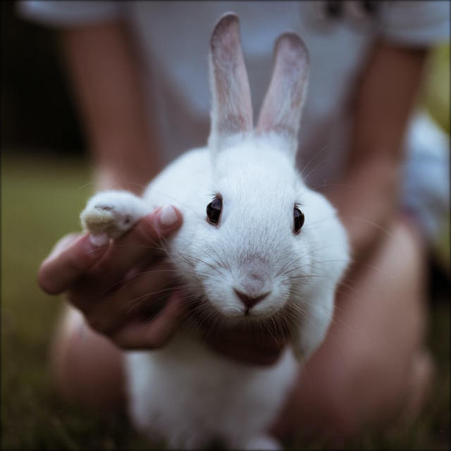 Cute Bunny | Photo by William Daigneault on Unsplash